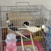 پرنده مولد|پرنده|خمینی‌شهر, |دیوار