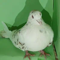 کفتر