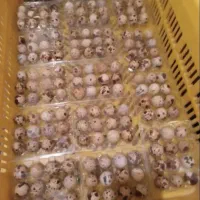 تخم بلدر چین خراکی و نتفه دار بلدرچین سالم