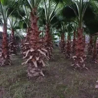 فروش درخت پالم|گل و گیاه طبیعی|بابکان, |دیوار