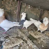 کفتر کبوتر مفلق ماده طوقی|پرنده|اصفهان, سرچشمه|دیوار