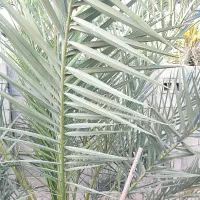 فروش زمین کشاورزی همراه با آب قنات