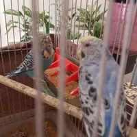 دو عدد مرغ عشق نروماده