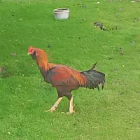 خروس لاری ۳دانگ