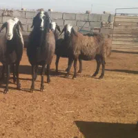 میش شال|حیوانات مزرعه|اسفرورین, |دیوار