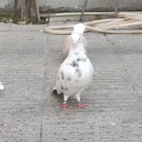 کبوتر فوق پرش|پرنده|گرگان, |دیوار