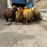 برای عید قربان و گوشت خونه گوسفند زنده|حیوانات مزرعه|تهران, جیحون|دیوار