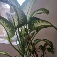 گل آپارتمانی