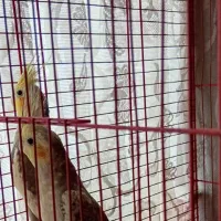 یه جفت عروس هلندی