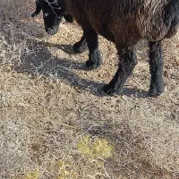 میش شیشک