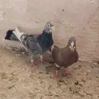 کفتر. پلنگ|پرنده|زاهدان, |دیوار