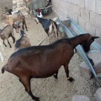 گوسفند الپاین اصل|حیوانات مزرعه|راور, |دیوار