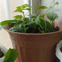 گل‌های آپارتمانی بفروش میرسد