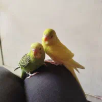 یک جفت مرغ عشق آماده تخم گذاری و یک نر مست|پرنده|ری, شهرک نظامی|دیوار