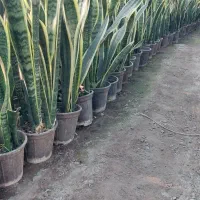 فروش عمده سانس ابلق شمشیری