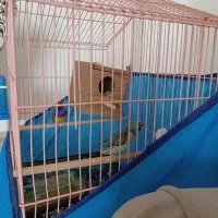 فنچ گلدین ماده آبی