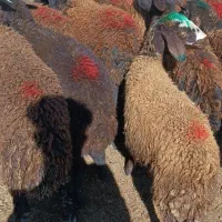 گوسفند مناسب دامازلخ و نگهداریو پروار بندی