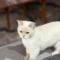 واگذاری گربه بریتیش|گربه|تهران, منیریه|دیوار