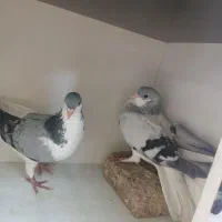 کبوتر