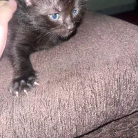 گربه|گربه|ساری, |دیوار