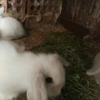 خرگوش لوپ اصل کانگوروی امریکایی