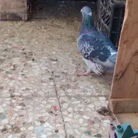 دوعدد کبوتر پلاکی|پرنده|آبادان, |دیوار