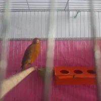 یک جفت قناری اصیل سوخته با هفت تا تخم|پرنده|مشگین شهر, |دیوار