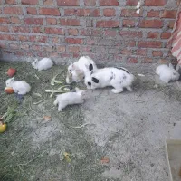 فروش خرگوش|موش و خرگوش|بوکان, |دیوار