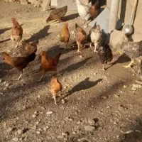 مرغ وخروس|حیوانات مزرعه|بیلوار, |دیوار