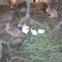 بچه خرگوش