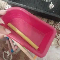 پرنده طوطی عروس برزیلی|پرنده|تهران, اسکندری|دیوار