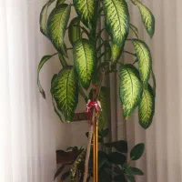 فروش گل زیبا