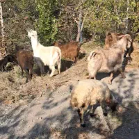 فروش بز وبزغاله|حیوانات مزرعه|مرند, |دیوار