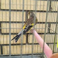 سهره قناری با قفس و تجهیزات|پرنده|اصفهان, دهنو|دیوار