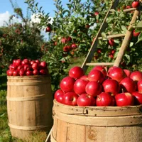 فروش باغ در بخش زاینده رود