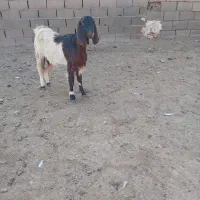 یکساله جنس دار فروشی