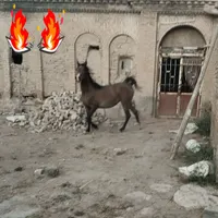اسب مادیان شش دانگ|اسب و تجهیزات اسب‌سواری|اراک, |دیوار