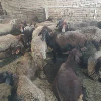 میش|حیوانات مزرعه|مشهد, تبادکان|دیوار