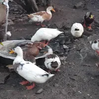 اردک نر فروشی|حیوانات مزرعه|لنگرود, |دیوار