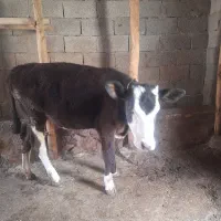 گوساله‌ماده‌سیمنتال