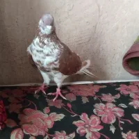 یدونه کبوتر گرگی نر