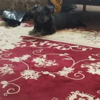 واگذاری سگ شیتزو|سگ|مشهد, عبادی|دیوار