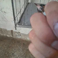 سهره نر|پرنده|ساوه, |دیوار