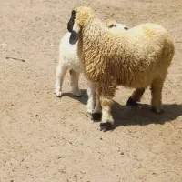 بره نرو ماده مناسب