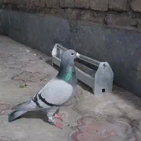 کبوتر مسافتی