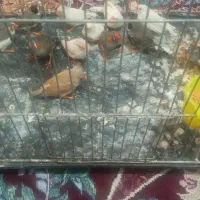 فنچ|پرنده|گرگان, |دیوار