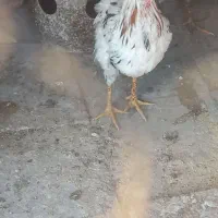 خروس گلین|حیوانات مزرعه|اصفهان, شیخ اشراق|دیوار