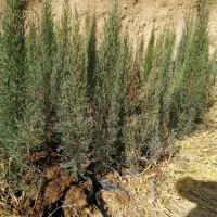 فروش سرو ناز شیراز اصلی