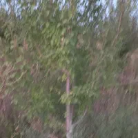 باغ به متراژ ۴۲۰۰۰متر