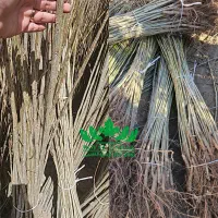 فروش نهال سپیدار